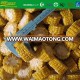 IQF Frozen cut sweet corn cob 2-3cm