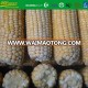 IQF Frozen whole corn cobs